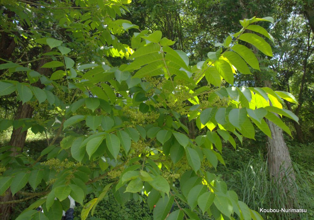 ウルシノキ植樹